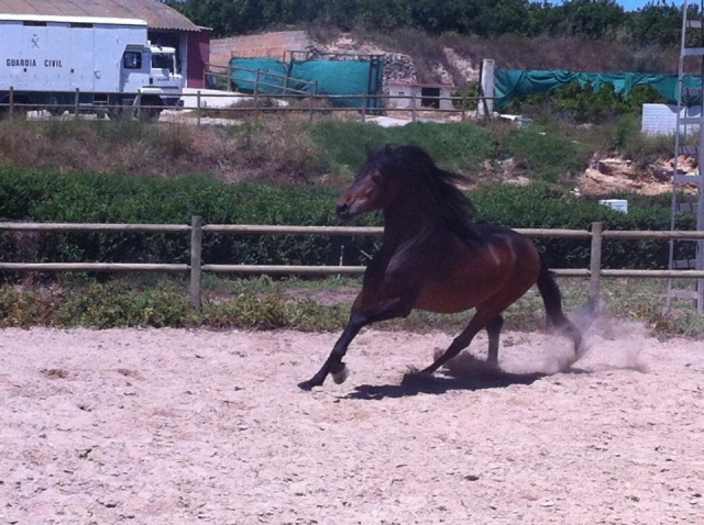 Los mejores caballos